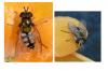 Eupeodes corollae